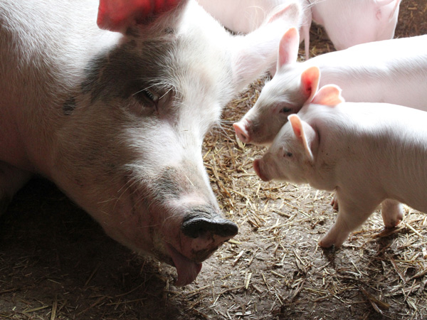 Schweine