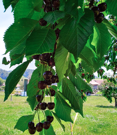 Biologische-Produkte_BioHof-Netzelen-Roggliswil